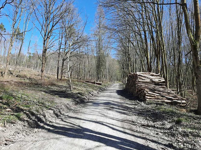 Aufforstung im Br&uuml;ckental (Foto: Karl-Heinz Herrmann)