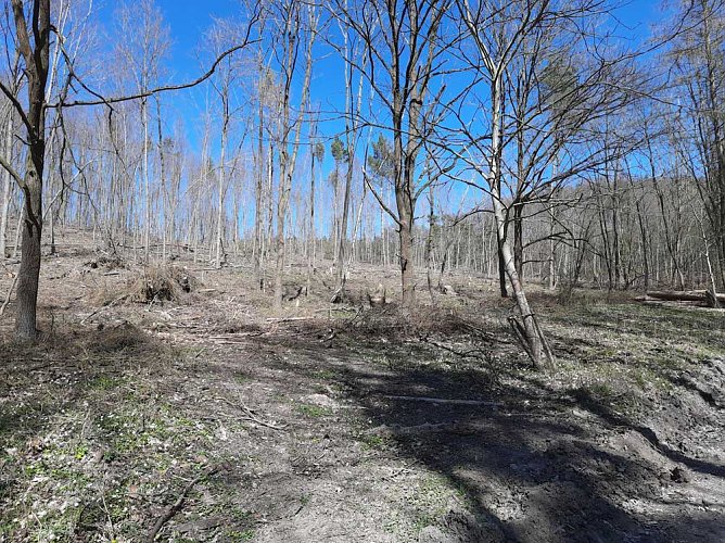 Aufforstung im Br&uuml;ckental (Foto: Karl-Heinz Herrmann)