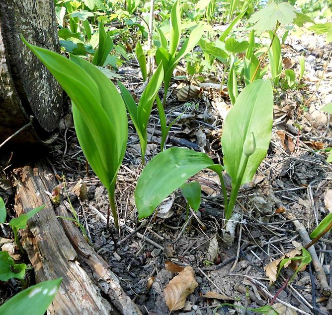 Leserfoto Maigl&ouml;ckchen B&auml;rlauch und Barbarossaweg (Foto: Uta K&ouml;stler)