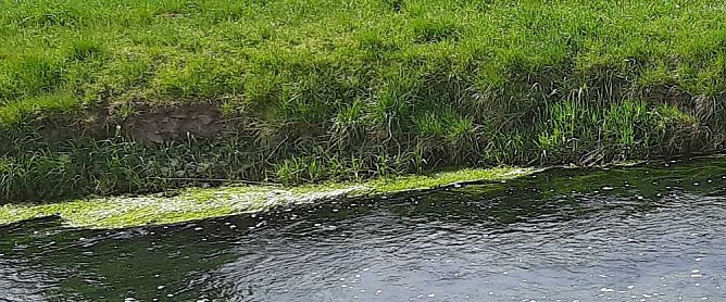 Harmlose Erscheinung (Foto: Karl-Heinz Herrmann)