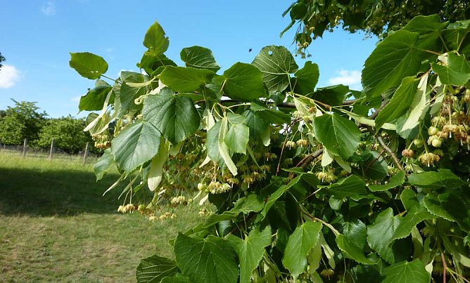 25. Uderslebener Lindenbl&uuml;tenfest abgesagt! (Foto: Verein)