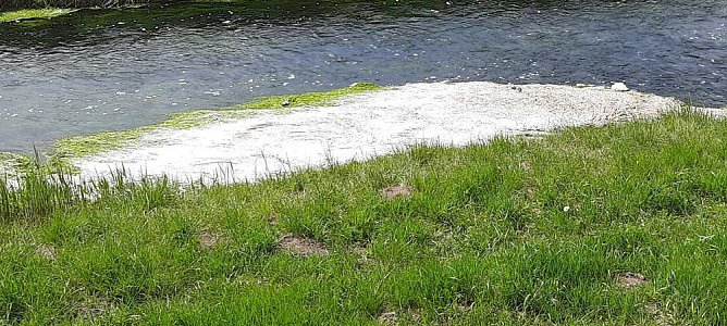 Wipper wird zum Problem f&uuml;r den kleinen Parkteich (Foto: Karl-Heinz Herrmann)