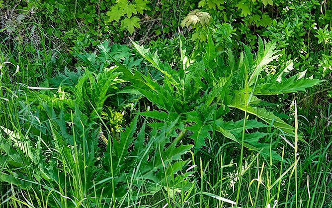 &Auml;rgernis Riesen-B&auml;renklau (Foto: Karl-Heinz Herrmann)