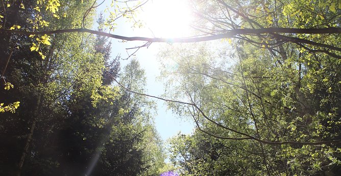 Wald im Sommer (Foto: AGH)