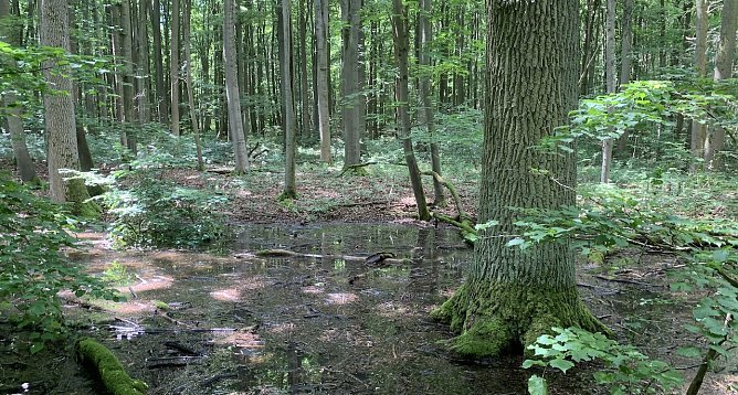 Nationalpark Hainich (Foto: oas)