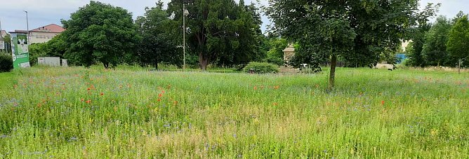 Nahrung f&uuml;r "Biene Maja, Willy" und Co (Foto: Karl-Heinz Herrmann)