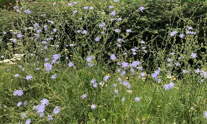 Blumenwiese (Foto: oas)