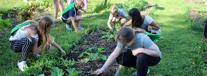 Heute wurde an der GS Franzberg geerntet und gesät (Foto: Karl-Heinz Herrmann) Heute wurde an der GS Franzberg geerntet und gesät (Foto: Karl-Heinz Herrmann)
