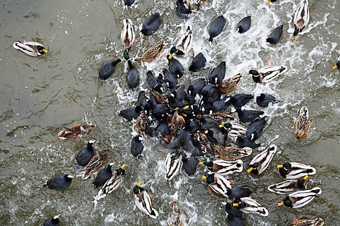 Entenfütterung (Foto: Hans-Jürgen Schmidt) Entenfütterung (Foto: Hans-Jürgen Schmidt)