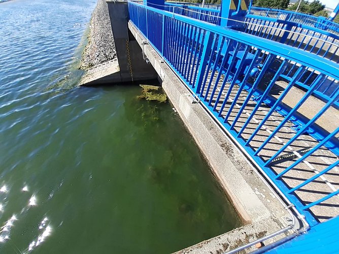 Algen an der Talsperre Kelbra (Foto: Frank Gabriel) Algen an der Talsperre Kelbra (Foto: Frank Gabriel)