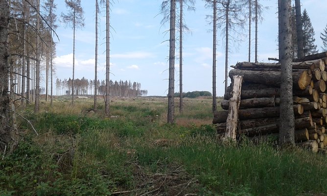 Sterbener, toter oder bereits entfernter Wald fast so weit das Auge reicht: zwischen K&ouml;nigsh&uuml;tte und  Trautenstein. (Foto: B.Schwarzberg)