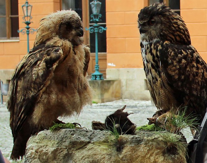 Uhus f&uuml;r das Schlossmuseum (Foto: Karl-Heinz Herrmann)