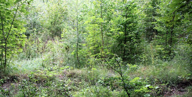 Neues aus der Hainleite (Foto: Karl-Heinz Herrmann)