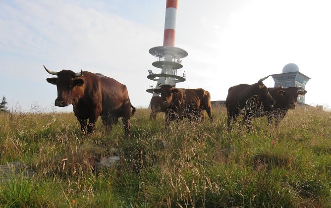 Rotvieh am Brocken (Foto: Nationalpark Harz)