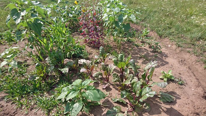 G&auml;rtnern und Ernten f&uuml;r alle! (Foto: Judith Blinzler & Katrin Sieber)