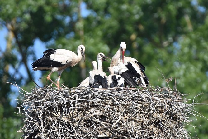 Wei&szlig;st&ouml;rche - NABU zieht positive Bilanz f&uuml;r 2020 (Foto: NABU/K. Schmidt)