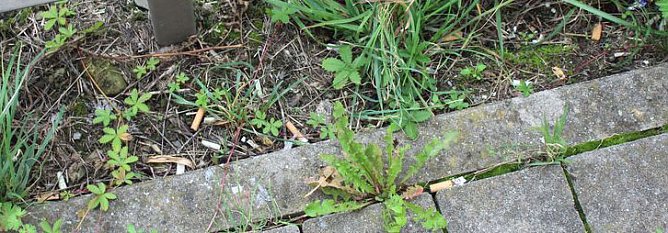 Mehr im verborgenen gesammelt? (Foto: Karl-Heinz Herrmann)