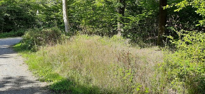 Vertrocknete B&auml;ume, B&auml;nke und mehr (Foto: Karl-Heinz Herrmann)