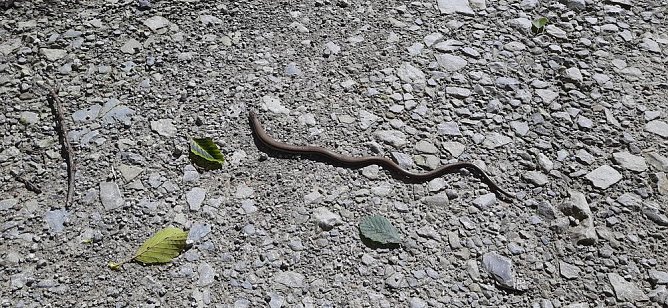 Vertrocknete B&auml;ume, B&auml;nke und mehr (Foto: Karl-Heinz Herrmann)