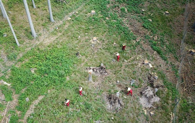 erst&auml;rken Sie das Th&uuml;ringenForst-Team  � nutzen Sie das Angebot vieler Th&uuml;ringer Forst&auml;mter zur Aufforstung mit der Bev&ouml;lkerung anl&auml;sslich der Deutschen Waldtage 2020 (Foto: Th&uuml;ringenForst)