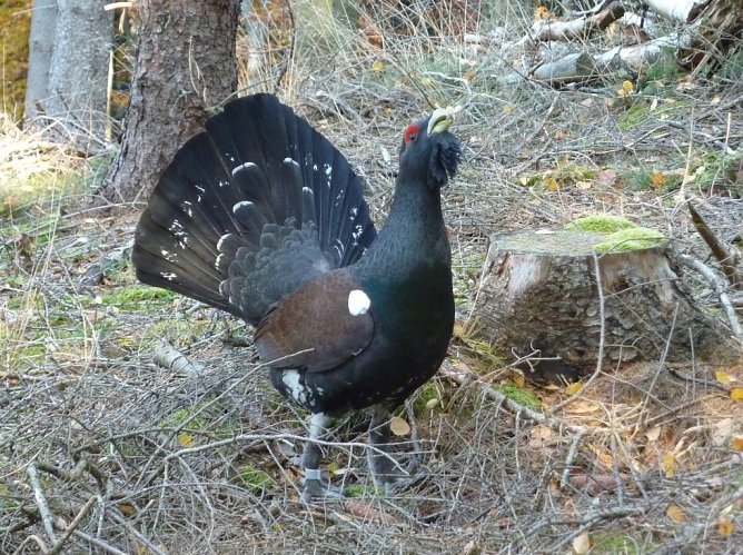 Kann der Auerhahn in Th&uuml;ringen wieder heimische werden? (Foto: Sebastian Hey)