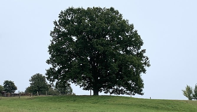 An der Wolfsm&uuml;hle (Foto: oas)