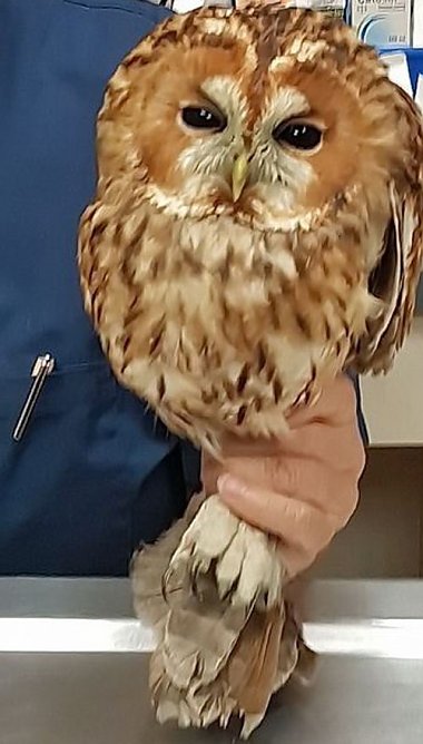 Junger Kauz in misslicher Lage (Foto: Silvio Dietzel)