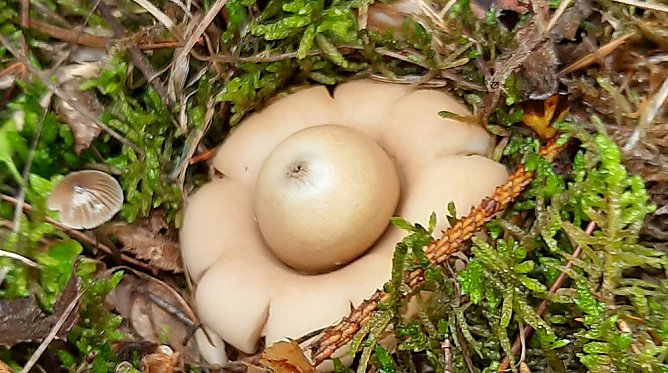 Wer kennt ihn? (Foto: Karl-Heinz Herrmann) Wer kennt ihn? (Foto: Karl-Heinz Herrmann)