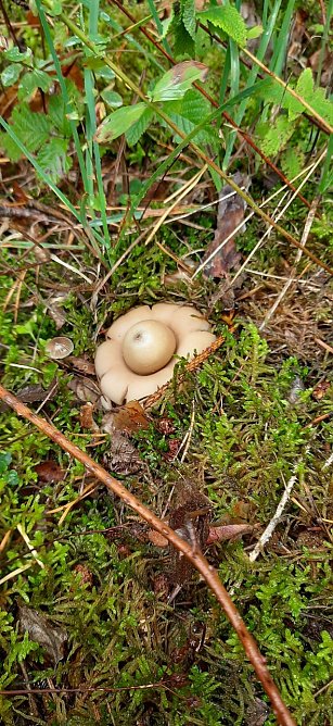 Wer kennt ihn? (Foto: Karl-Heinz Herrmann) Wer kennt ihn? (Foto: Karl-Heinz Herrmann)