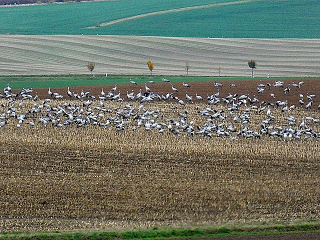 Baustelle und Kraniche (Foto: Monique Schwabe)