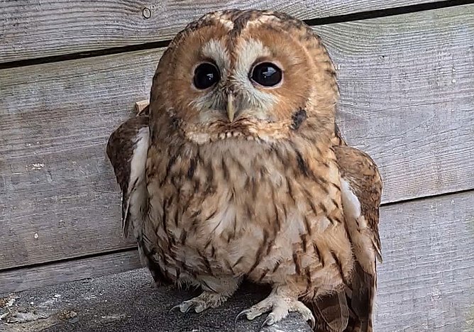 Waldkauz wieder frei (Foto: Silvio Dietzel)