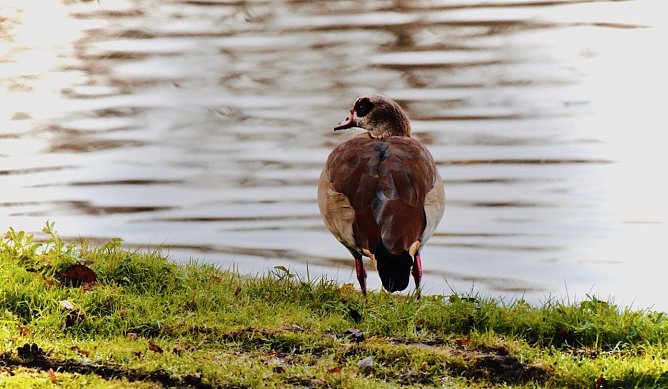 Nilgans am Parkteich - Schloss Sondershausen (Foto: emw) Nilgans am Parkteich - Schloss Sondershausen (Foto: emw)