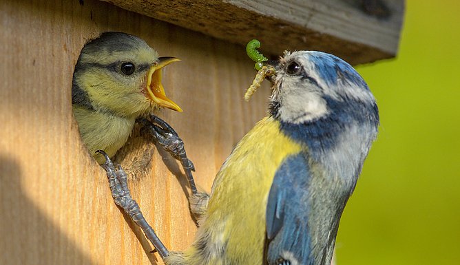 Blaumeisen am Nistkasten (Foto: Rita Priemer) Blaumeisen am Nistkasten (Foto: Rita Priemer)
