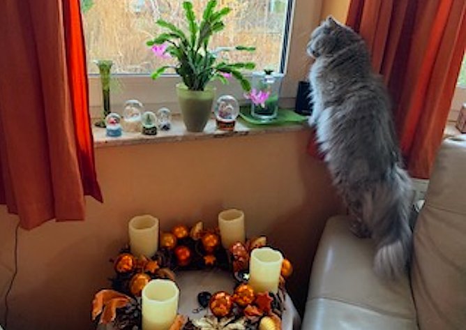 Wo bleibt der Schnee? (Foto: Christa Manck)