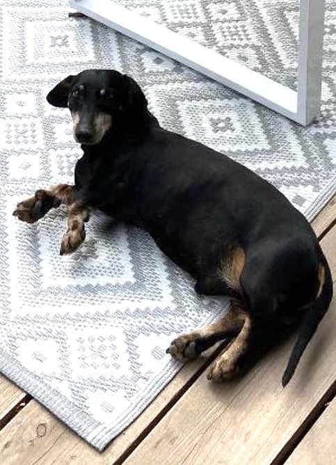 Arco, schwarzer Dackel, wird vermisst (Foto: privat)