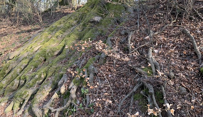 Symbolbild schützenswerter Wald (Foto: Nnz-Archiv) Symbolbild schützenswerter Wald (Foto: Nnz-Archiv)