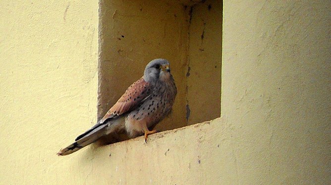Falkenpaar am Helmestausee (Foto: U. Reinboth ) Falkenpaar am Helmestausee (Foto: U. Reinboth )