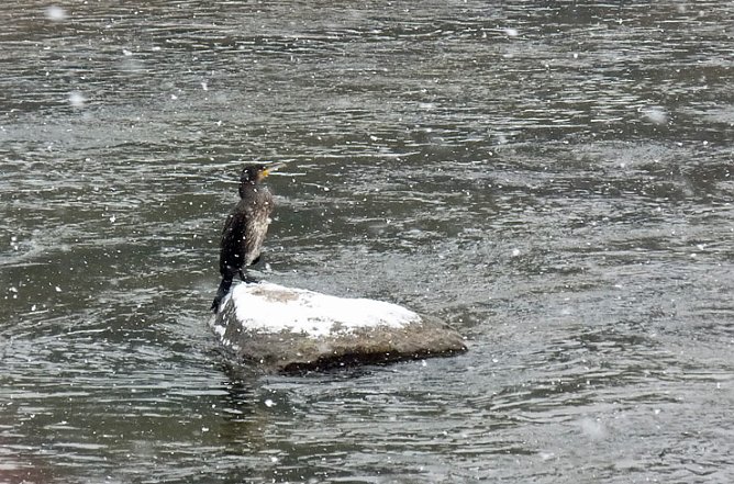 Beobachtungsposten f&uuml;r Enten? (Foto: Karl-Heinz Herrmann)