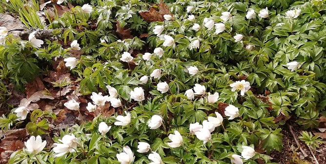 Der Frühling zeigt sich inzwischen auch in den Hochlagen des Harzes (Foto: W.Jörgens) Der Frühling zeigt sich inzwischen auch in den Hochlagen des Harzes (Foto: W.Jörgens)