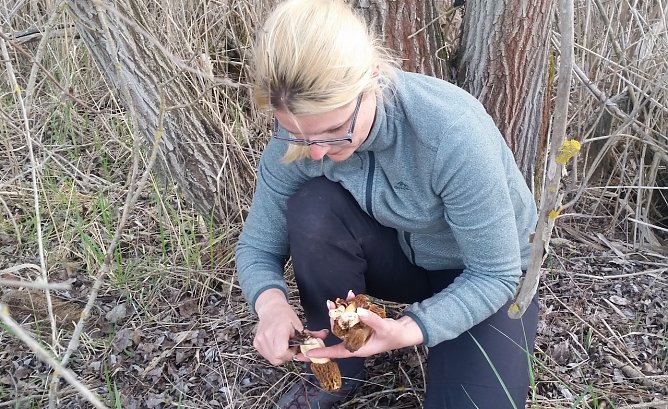 Morcheln im Südharz (Foto: Dieter Honstraß) Morcheln im Südharz (Foto: Dieter Honstraß)