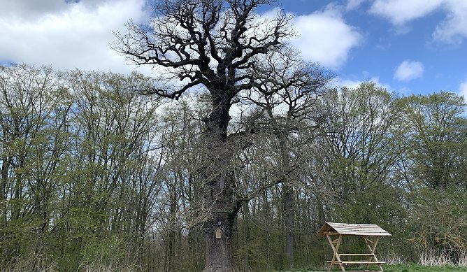 Antiquarische bei Nordhausen (Foto: oas) Antiquarische bei Nordhausen (Foto: oas)