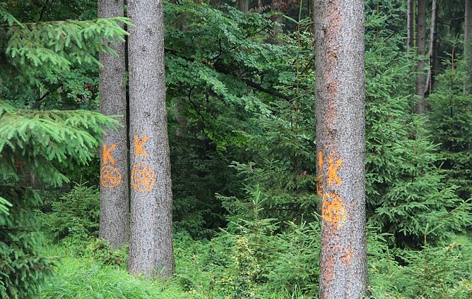 Gesch&auml;digte B&auml;ume (Foto: Th&uuml;ringenForst- Dr. Horst Spro&szlig;mann)