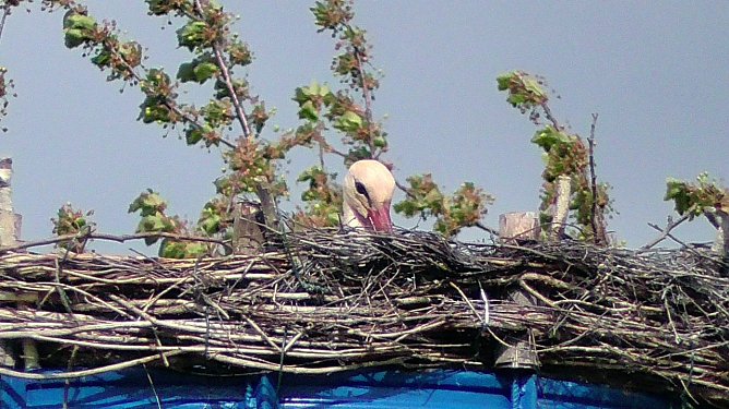 Störche am Helmestausee (Foto: Ulrich Reinboth) Störche am Helmestausee (Foto: Ulrich Reinboth)