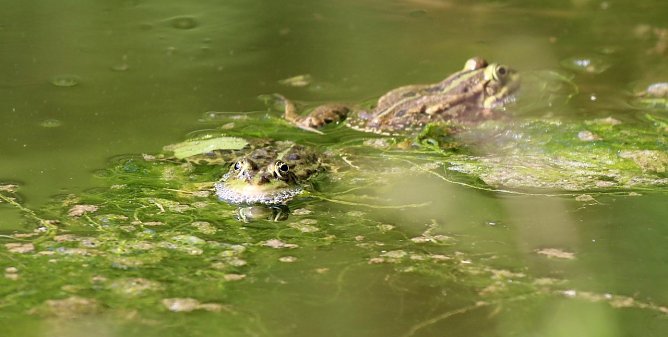 Wasserfrosch beim Froschkonzert im Schlosspark in Sondershausen (Foto: Eva Maria Wiegand)