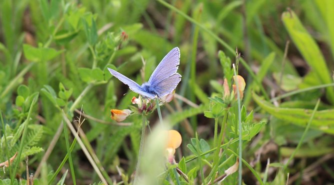 M&auml;nnlicher Hauchhechel-Bl&auml;uling  (Foto: Eva Maria Wiegand)