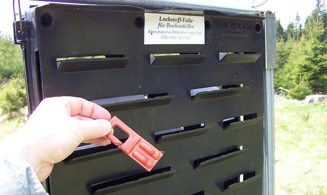 Mit diesen Borkenk&auml;ferfallen, best&uuml;ckt mit Lockstoff (rote Ampulle), wird der Borkenk&auml;ferflug landesweit durch Waldschutzexperten der Landesforstanstalt &uuml;berwacht. Einmal in der Falle gefangen, kann sich der K&auml;fer nicht mehr befreien (Foto: Th&uuml;ringenForst)