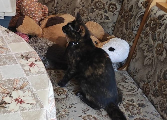 Wer hat Purzel gesehen? (Foto: S. Dietzel)