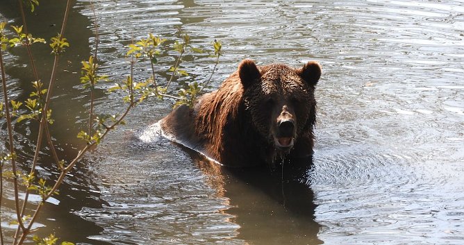 Das Schwimmen mit den Bären steht nicht mit auf dem Programm (Foto: Alt. Bärenpark) Das Schwimmen mit den Bären steht nicht mit auf dem Programm (Foto: Alt. Bärenpark)