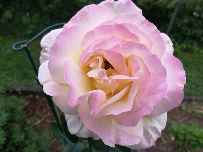 Die K&ouml;nigin der Blumen befindet sich aktuell noch in der ersten Bl&uuml;te (Foto: T. Leipold)