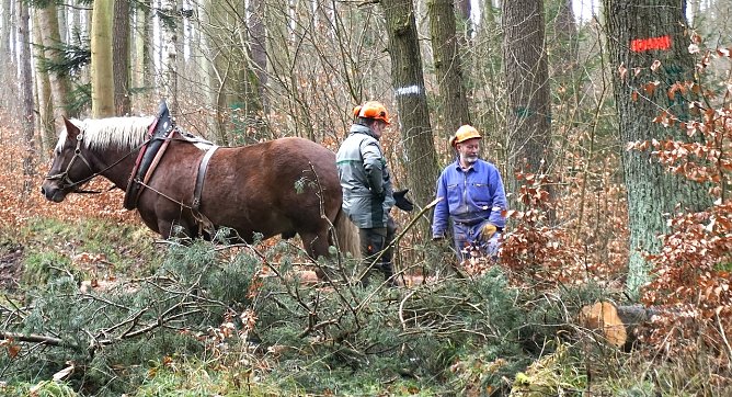 Berufsalltag eine Forstfachhochschulabsolventen: Revierf&ouml;rster Falko Resch (li.) weist Pferder&uuml;cker Dirk Meinberg in die Arbeitsfl&auml;che ein (Foto: Th&uuml;ringenForst)